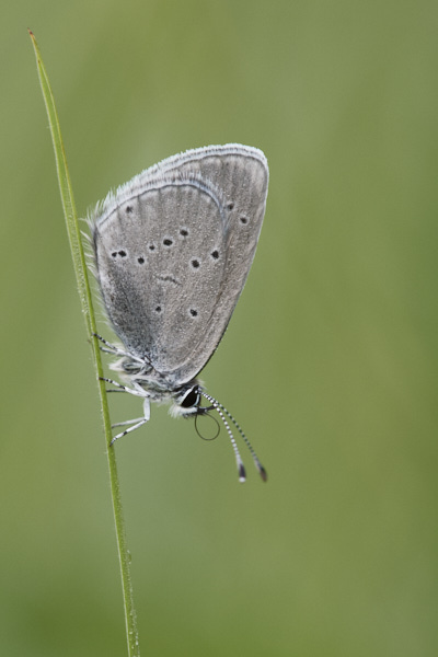 Image of a Blue Butterfly