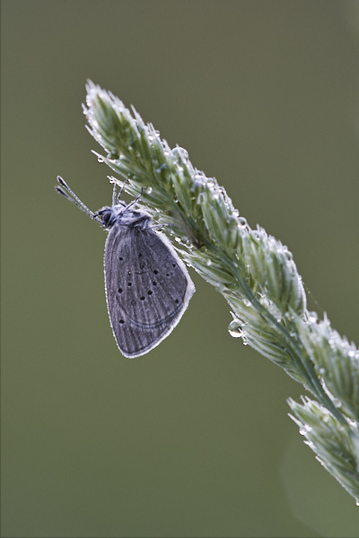 Image of a Blue Butterfly