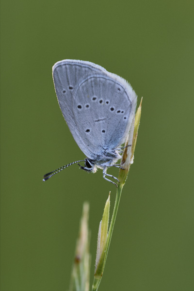 Image of a Blue Butterfly