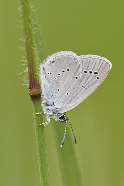 Image of a Blue Butterfly