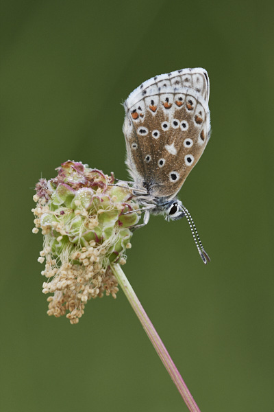 Image of a Blue Butterfly