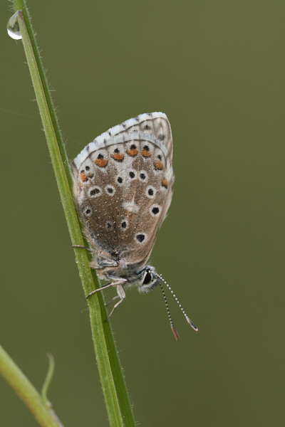 Image of a Blue Butterfly