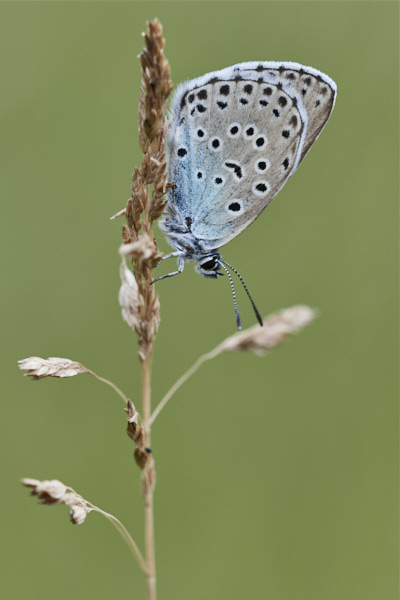 Image of a Blue Butterfly