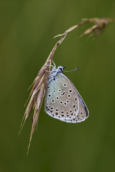 Image of a Blue Butterfly