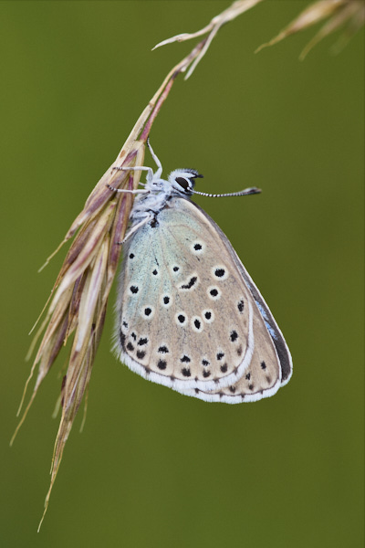 Image of a Blue Butterfly