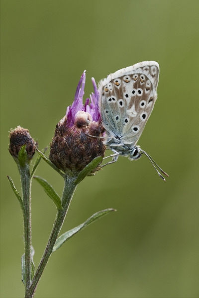 Image of a Blue Butterfly