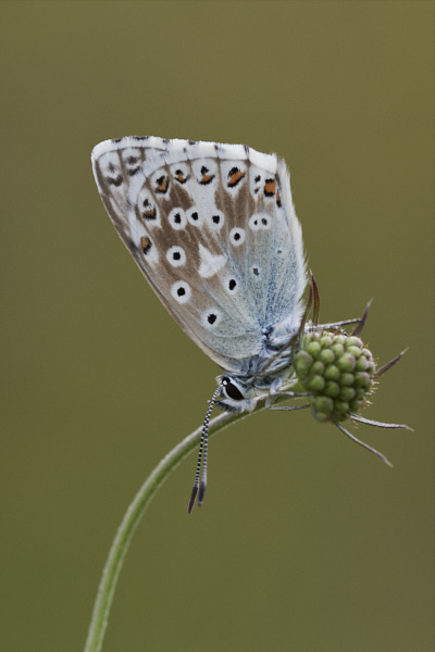 Image of a Blue Butterfly