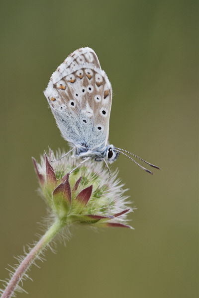 Image of a Blue Butterfly