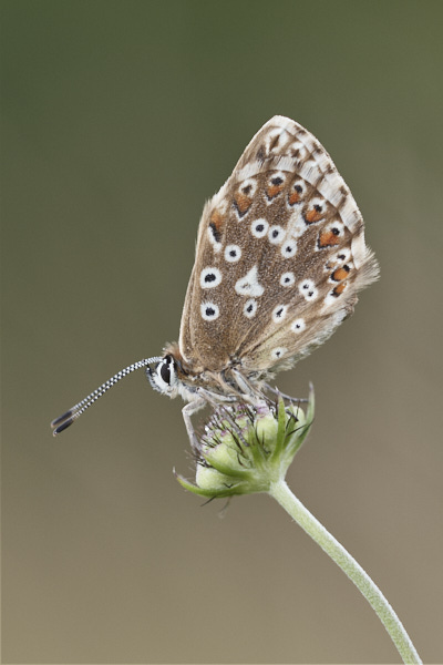 Image of a Blue Butterfly