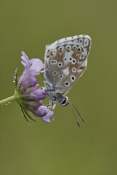 Image of a Blue Butterfly