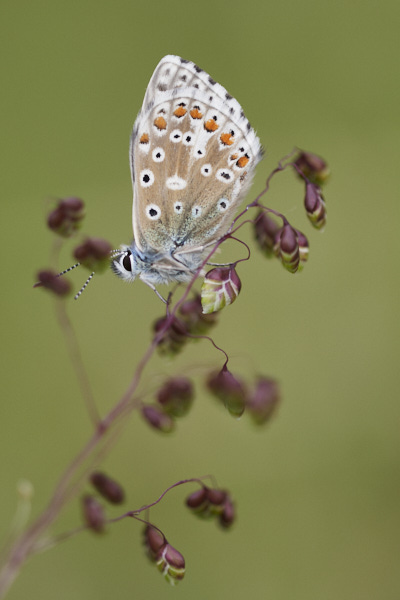 Image of a Blue Butterfly