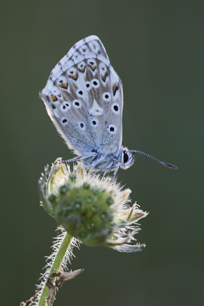 Image of a Blue Butterfly