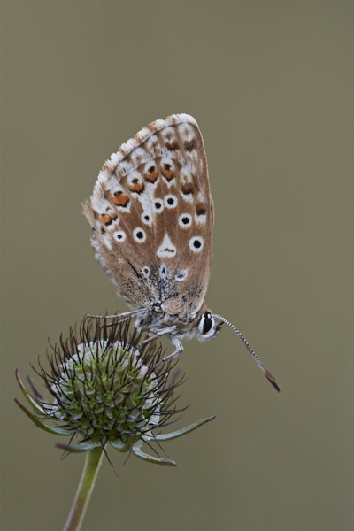 Image of a Blue Butterfly