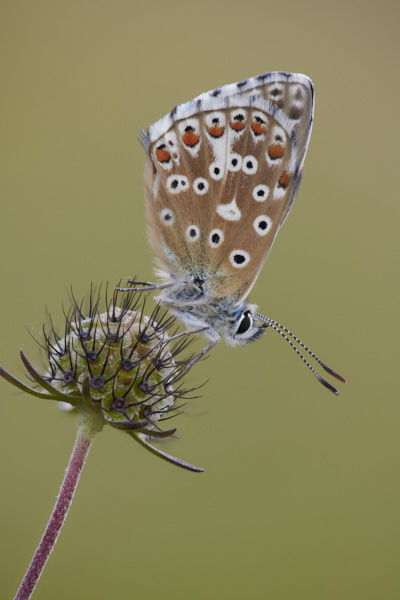 Image of a Blue Butterfly