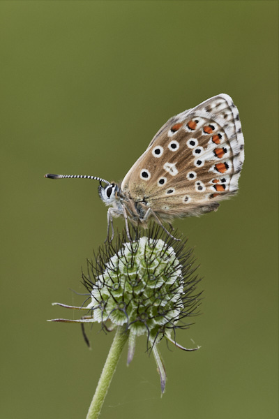 Image of a Blue Butterfly