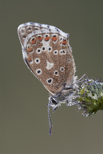 Image of a Blue Butterfly