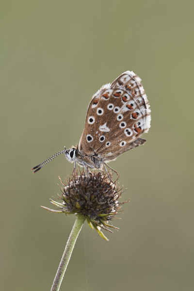 Image of a Blue Butterfly