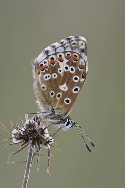 Image of a Blue Butterfly