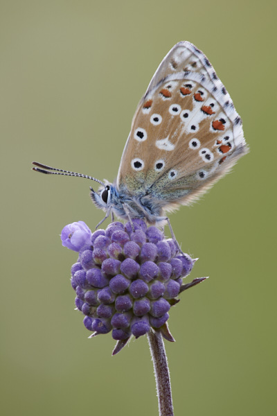 Image of a Blue Butterfly