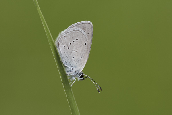 Image of a Blue Butterfly