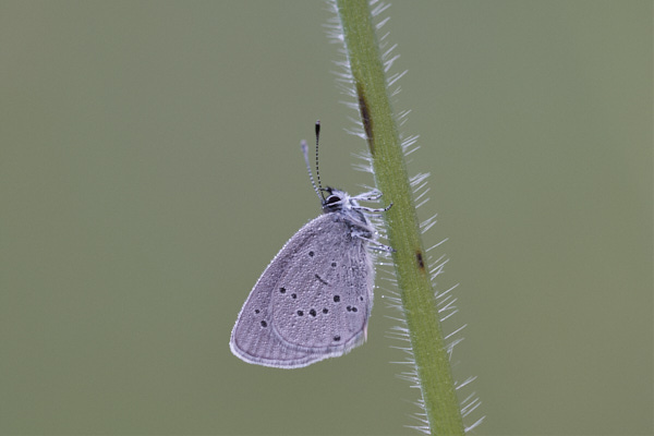 Image of a Blue Butterfly