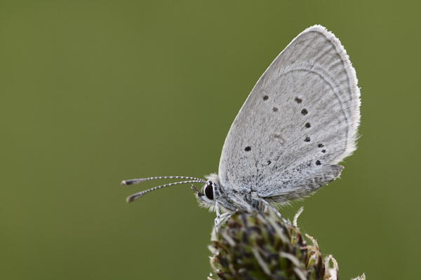 Image of a Blue Butterfly