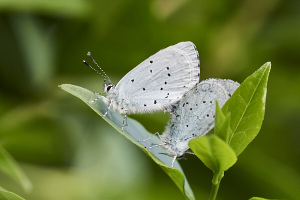 Image of a Blue Butterfly