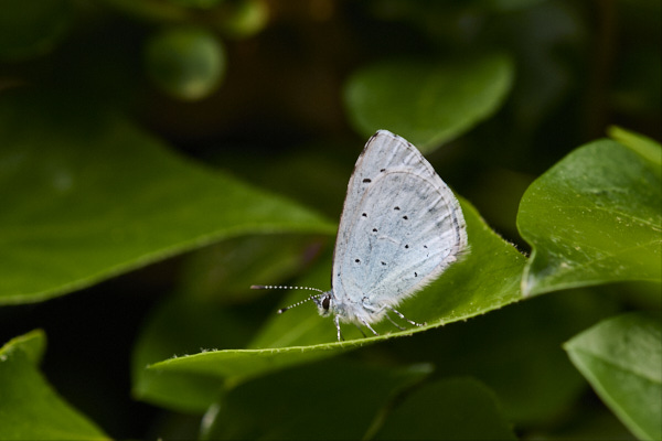 Image of a Blue Butterfly