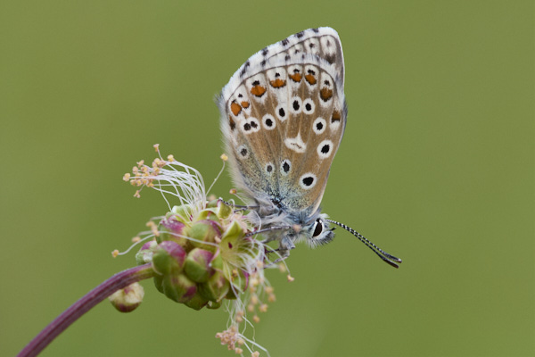 Image of a Blue Butterfly