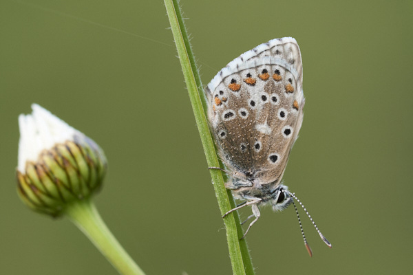 Image of a Blue Butterfly