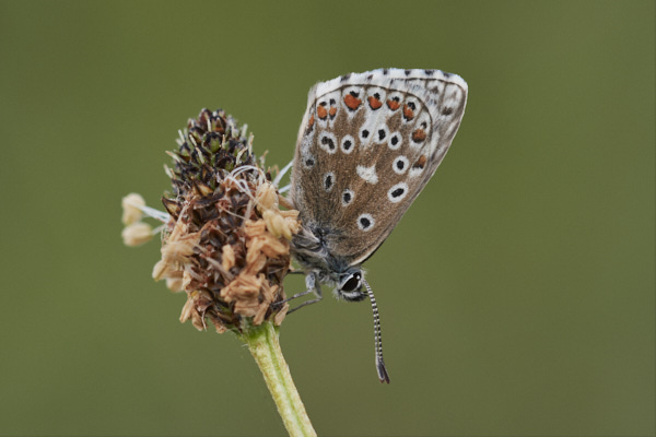 Image of a Blue Butterfly