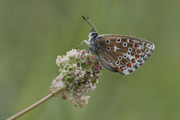 Image of a Blue Butterfly