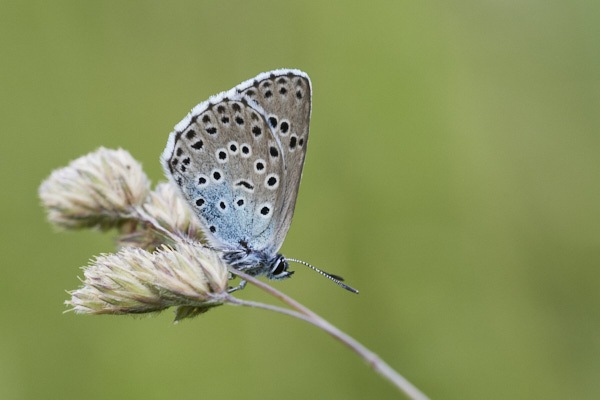 Image of a Blue Butterfly