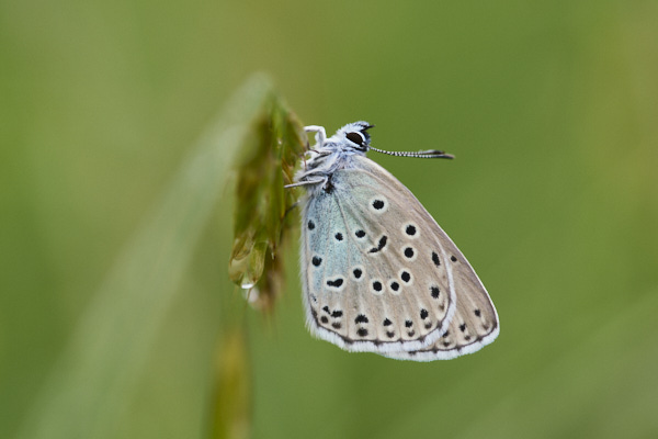 Image of a Blue Butterfly