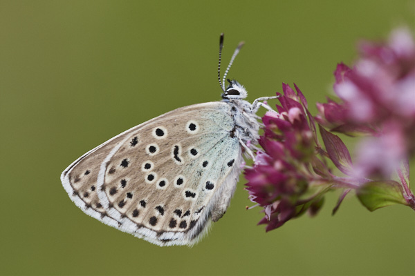 Image of a Blue Butterfly