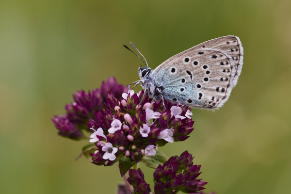 Image of a Blue Butterfly