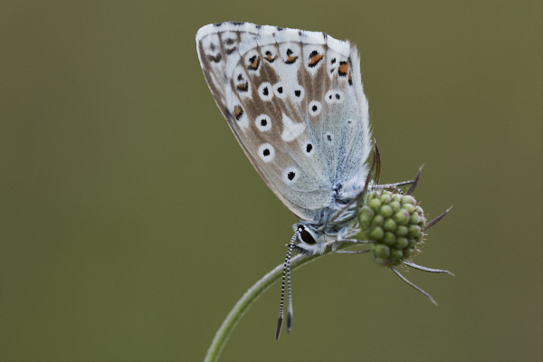 Image of a Blue Butterfly