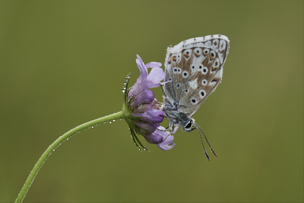 Image of a Blue Butterfly