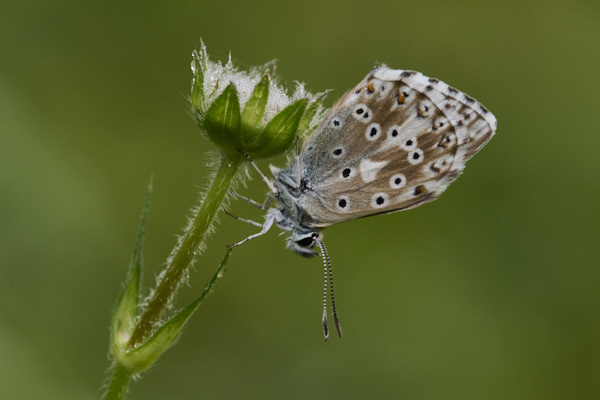 Image of a Blue Butterfly