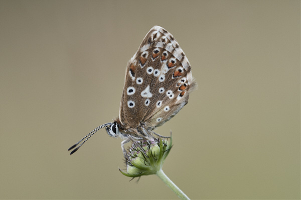 Image of a Blue Butterfly