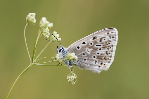 Image of a Blue Butterfly