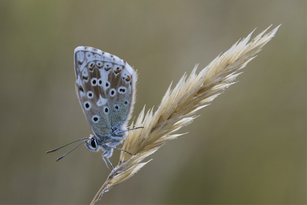 Image of a Blue Butterfly