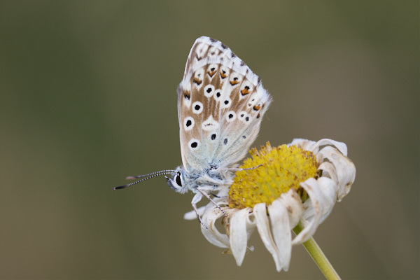 Image of a Blue Butterfly