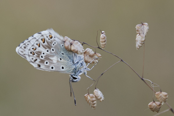 Image of a Blue Butterfly