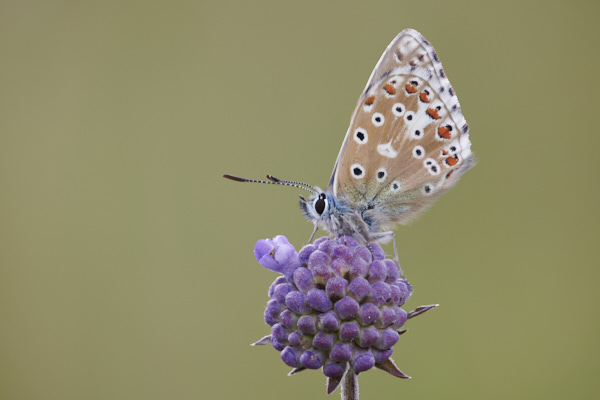 Image of a Blue Butterfly