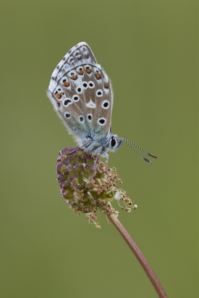 Image of a Blue Butterfly