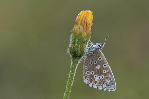 Image of a Blue Butterfly