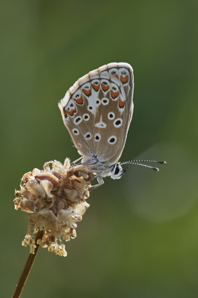Image of a Brown Butterfly