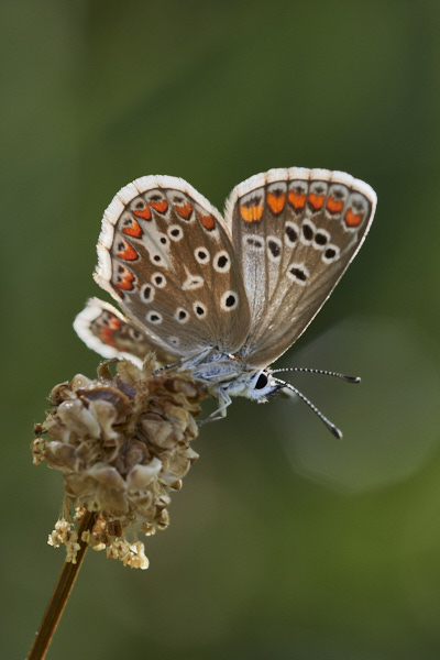 Image of a Brown Butterfly