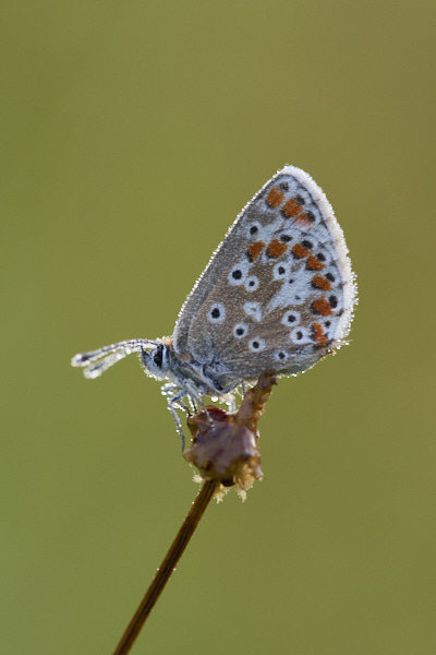 Image of a Brown Butterfly
